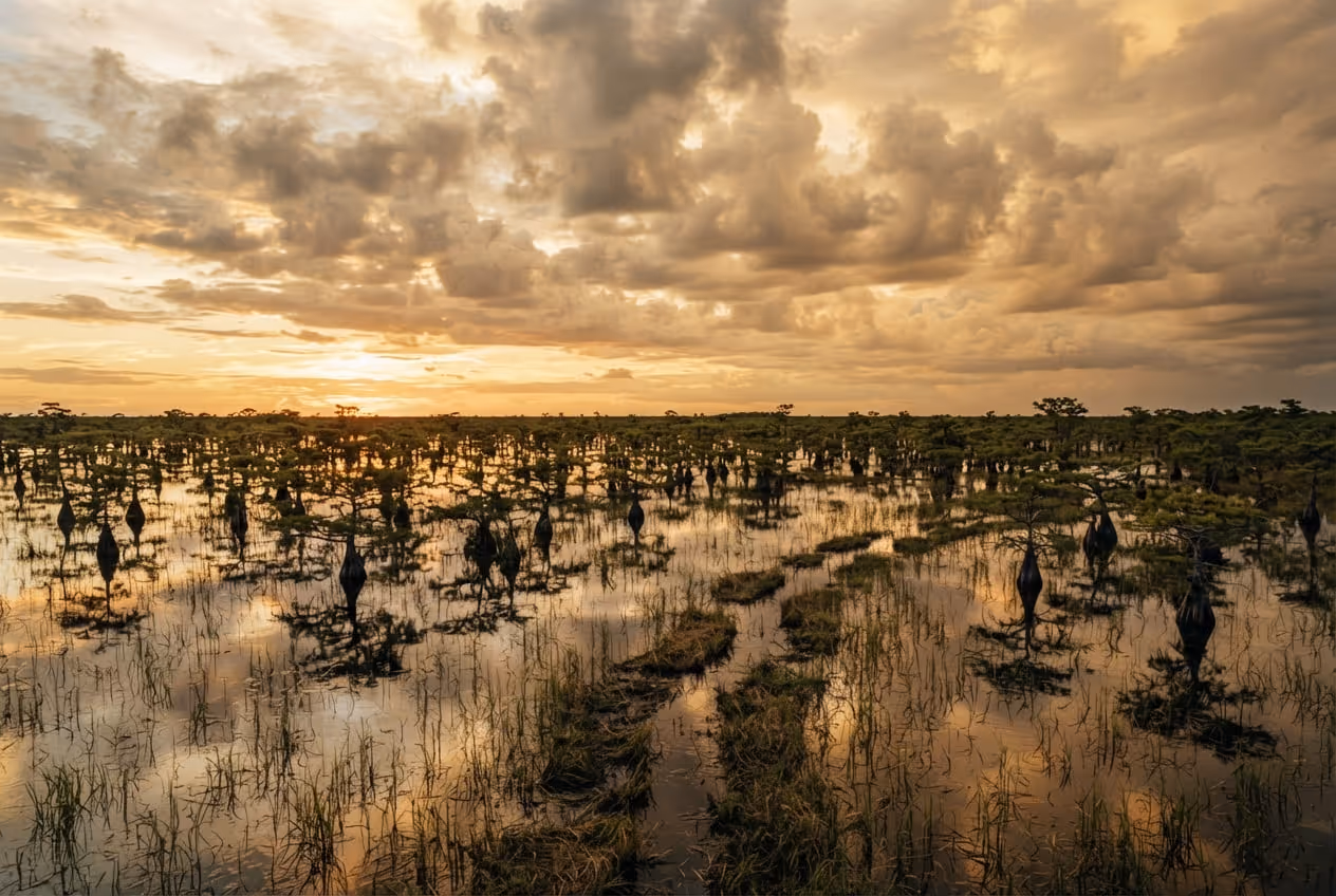 Estrada de cascalho da Loop Road cortando o pântano de ciprestes de Big Cypress com vala de água ao lado